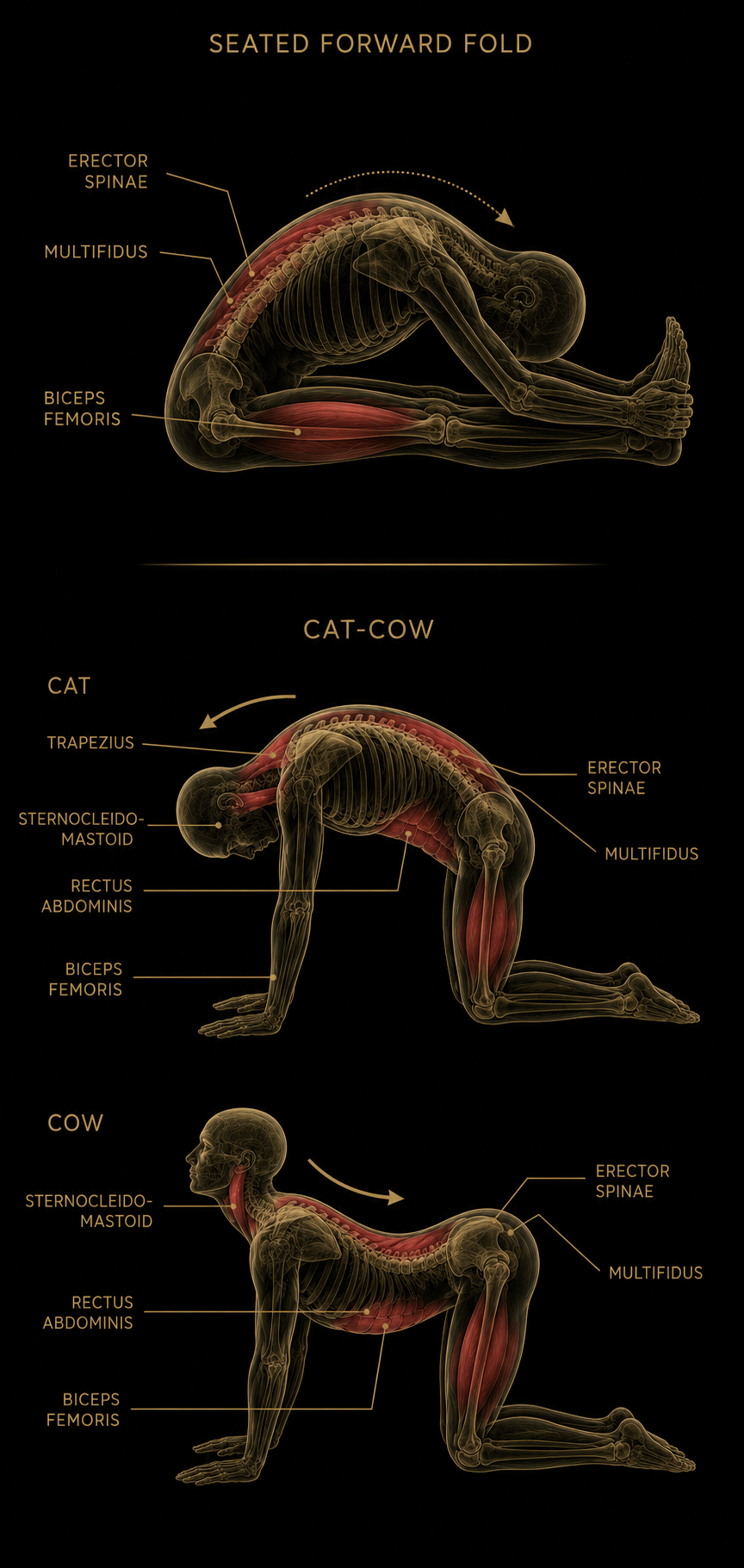 Seated forward fold og cat-cow